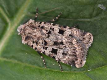 Chersotis multangula multangula Hb. adulte - Philippe Mothiron