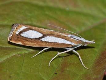 Catoptria myella Hb. adulte - ©Helmut Deutsch