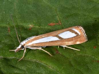 Catoptria myella Hb. adulte - Philippe Mothiron