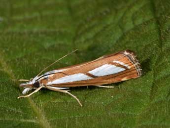 Catoptria myella Hb. adulte - Philippe Mothiron