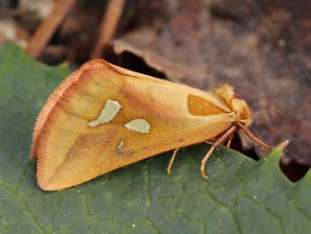 Axia napoleona Schaw. adulte - ©Lionel Taurand