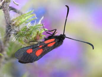 Zygaena nevadensis Rbr adulte - Philippe Mothiron