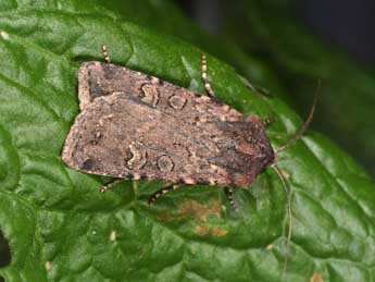 Euxoa nigricans L. adulte - ©Philippe Mothiron