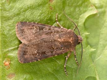 Euxoa nigricans L. adulte - Philippe Mothiron