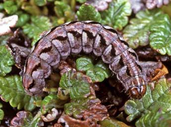  Chenille de Sympistis nigrita Bsdv. - Helmut Deutsch