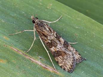 Nomophila noctuella D. & S. adulte - Lionel Taurand