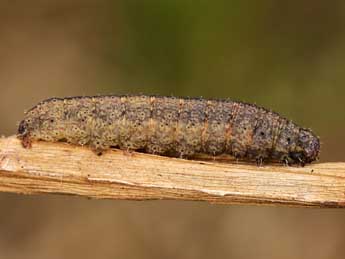  Chenille de Nodaria nodosalis H.-S. - Lionel Taurand