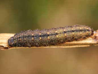  Chenille de Nodaria nodosalis H.-S. - Lionel Taurand