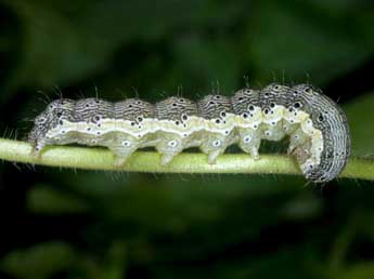  Chenille de Heliothis nubigera H.-S. - Wolfgang Wagner, www.pyrgus.de