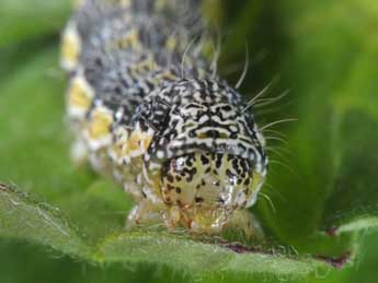  Chenille de Heliothis nubigera H.-S. - Wolfgang Wagner, www.pyrgus.de