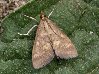 Ostrinia nubilalis Hb. adulte - Lionel Taurand