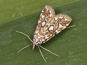 Elophila nymphaeata L. adulte - ©Lionel Taurand