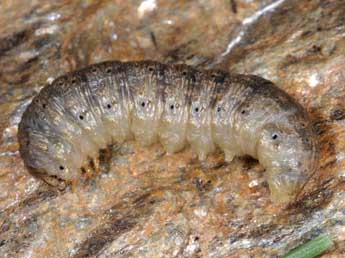  Chenille de Agrotis obesa Bsdv. - Wolfgang Wagner, www.pyrgus.de