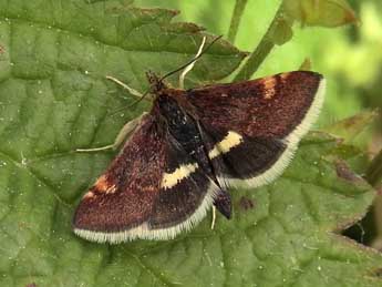 Pyrausta obfuscata Scop. adulte - Jean-Pierre Lamoline