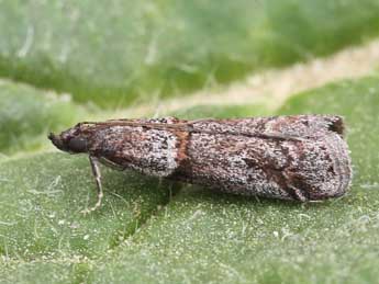 Acrobasis obliqua Z. adulte - Lionel Taurand