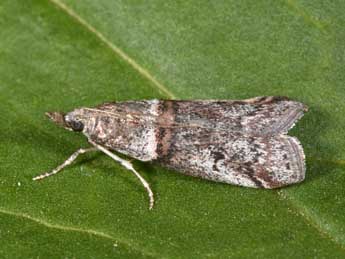 Acrobasis obliqua Z. adulte - ©Philippe Mothiron