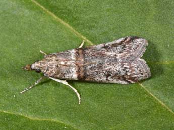 Acrobasis obliqua Z. adulte - Philippe Mothiron