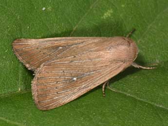 Leucania obsoleta Hb. adulte - Philippe Mothiron