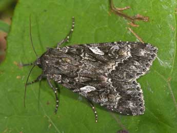 Eurois occulta L. adulte - Philippe Mothiron