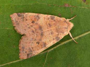 Cirrhia ocellaris Bkh. adulte - ©Philippe Mothiron