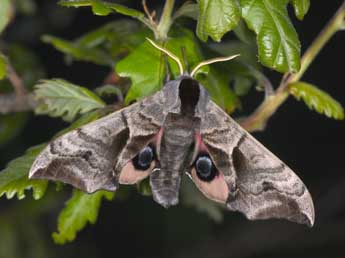 Smerinthus ocellatus L. adulte - Philippe Mothiron