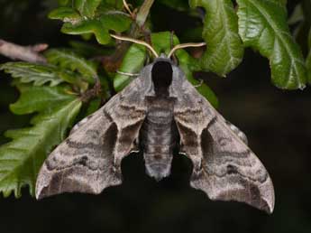 Smerinthus ocellatus L. adulte - Philippe Mothiron