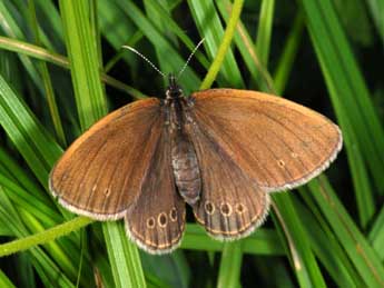 Coenonympha oedippus F. adulte - ©Wolfgang Wagner, www.pyrgus.de