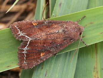 Lacanobia oleracea L. adulte - Lionel Taurand