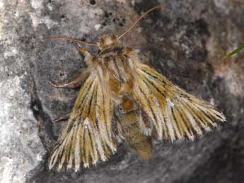 Teinoptera olivina H.-S. adulte - ©Philippe Mothiron