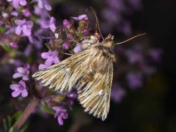 Teinoptera olivina H.-S. adulte - Philippe Mothiron