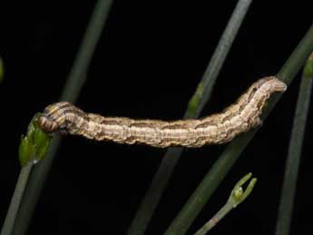  Chenille de Compsoptera opacaria Hb. - ©Philippe Mothiron