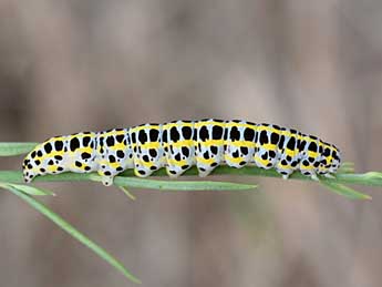  Chenille de Calophasia opalina Esp. - ©Stphane Grenier