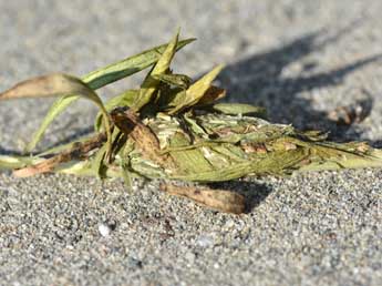  Chrysalide de Calophasia opalina Esp. - Stphane Grenier