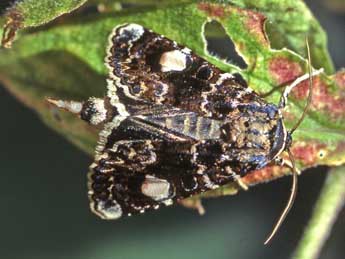 Oxytripia orbiculosa Esp. adulte - Helmut Deutsch