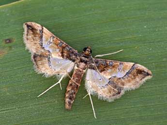 Hydriris ornatalis Dup. adulte - ©Lionel Taurand