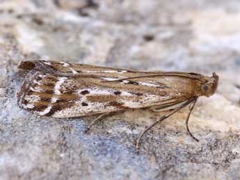 Pempeliella ornatella D. & S. adulte - Lionel Taurand