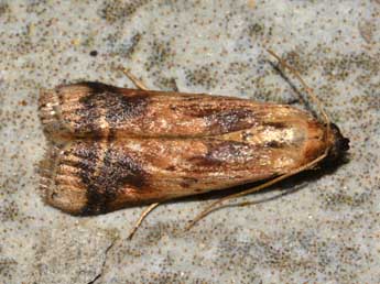 Euzophera osseatella Tr. adulte - ©David Renoult