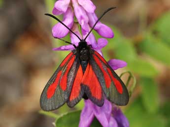 Zygaena osterodensis Reiss adulte - Lionel Taurand