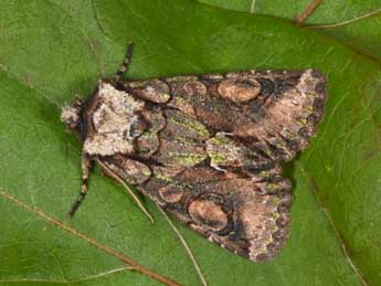 Allophyes oxyacanthae L. adulte - Philippe Mothiron