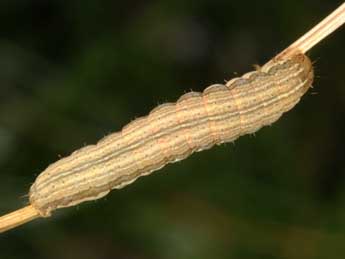  Chenille de Mythimna pallens L. - ©Wolfgang Wagner, www.pyrgus.de