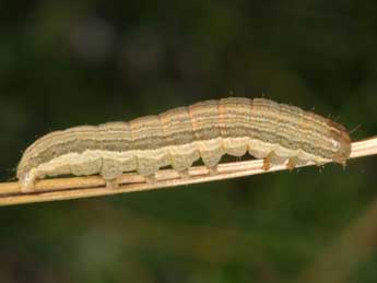  Chenille de Mythimna pallens L. - ©Wolfgang Wagner, www.pyrgus.de