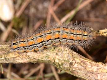  Chenille de Manulea palliatella Scop. - ©Philippe Mothiron