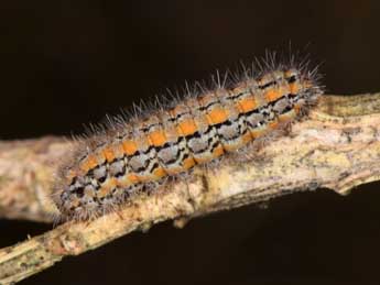  Chenille de Manulea palliatella Scop. - ©Philippe Mothiron