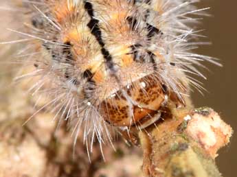  Chenille de Manulea palliatella Scop. - ©Philippe Mothiron