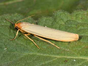 Manulea palliatella Scop. adulte - ©Philippe Mothiron