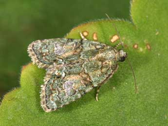 Cryphia pallida Bthune adulte - Philippe Mothiron