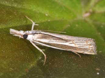 Mesocrambus pallidellus Dup. adulte - ©Philippe Mothiron