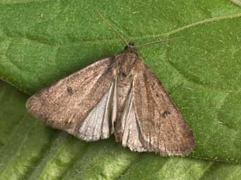 Athetis pallustris Hb. adulte - Philippe Mothiron