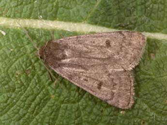 Athetis pallustris Hb. adulte - Philippe Mothiron