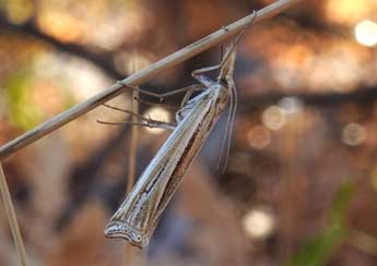 Ancylolomia palpella D. & S. adulte - ©Jean-Pierre Lamoline